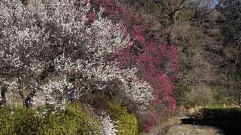 botanic garden 2014-04.JPG