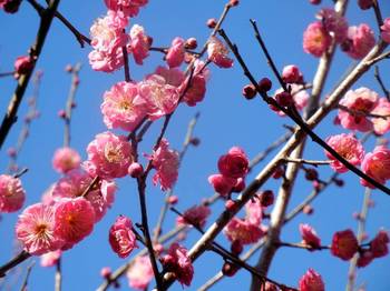 plum blossom 02.jpg