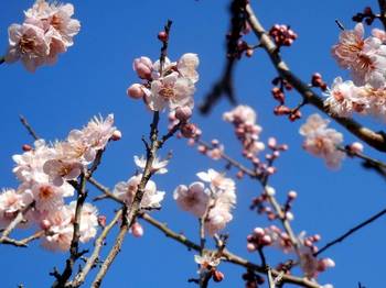 plum blossom 03.jpg