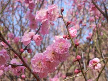 plum blossom 05.jpg